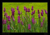 Keukenhof Hollandia 050